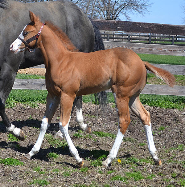 Double L Acres' DC Legacy, APHA/AQHA Halter Horse, World Champion Producer